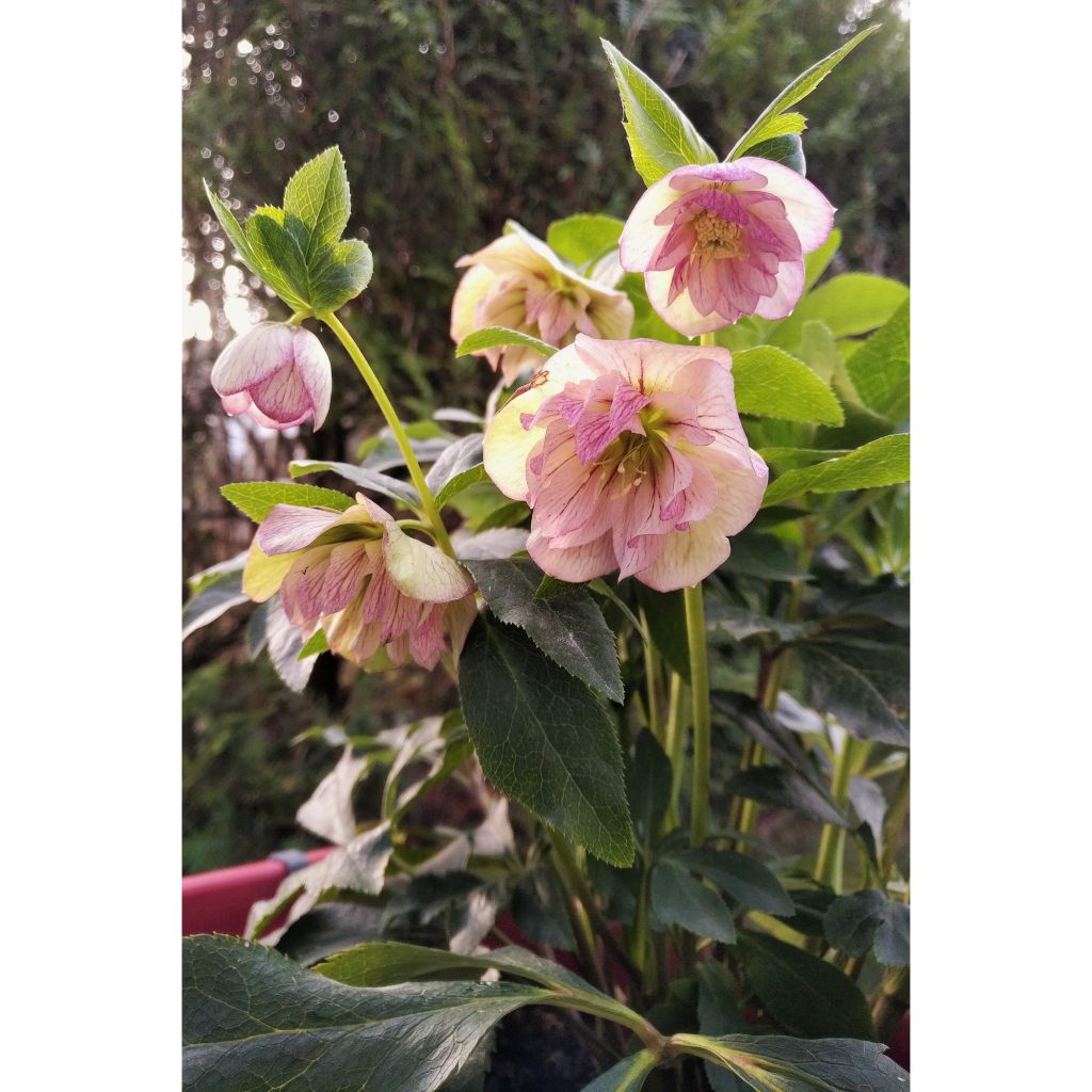 Helleborus Double Picotee - Elleboro