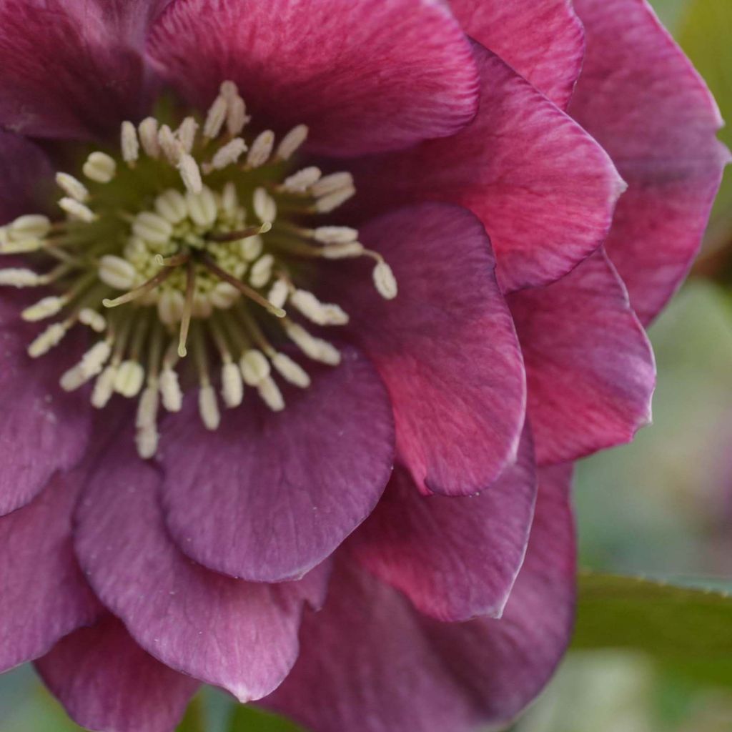 Helleborus Double Red - Elleboro