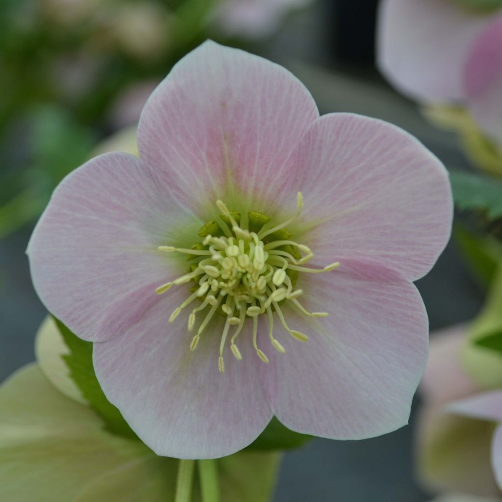 Helleborus Pink - Elleboro