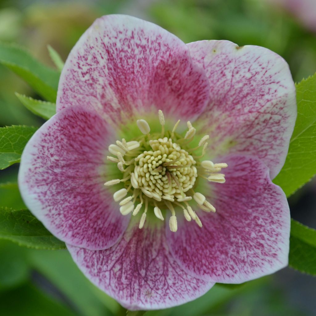 Helleborus Pink Green Centre - Elleboro