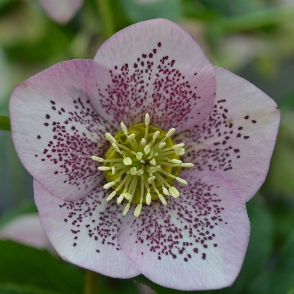 Helleborus Pink Spotted - Elleboro