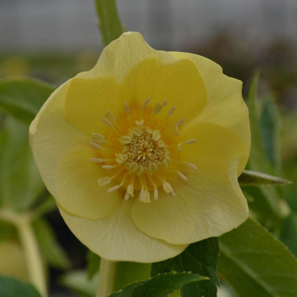 Helleborus Super Yellow - Elleboro