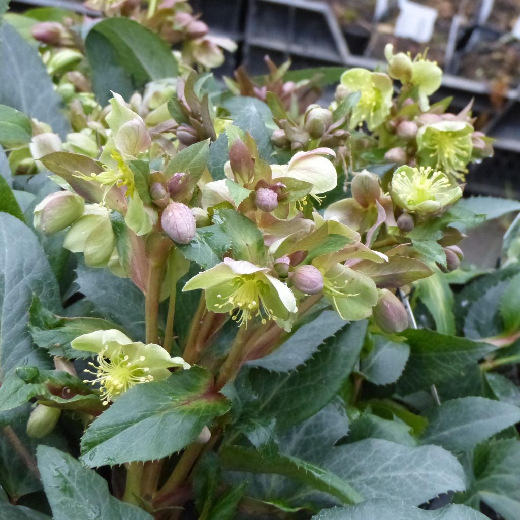 Helleborus sternii - Elleboro