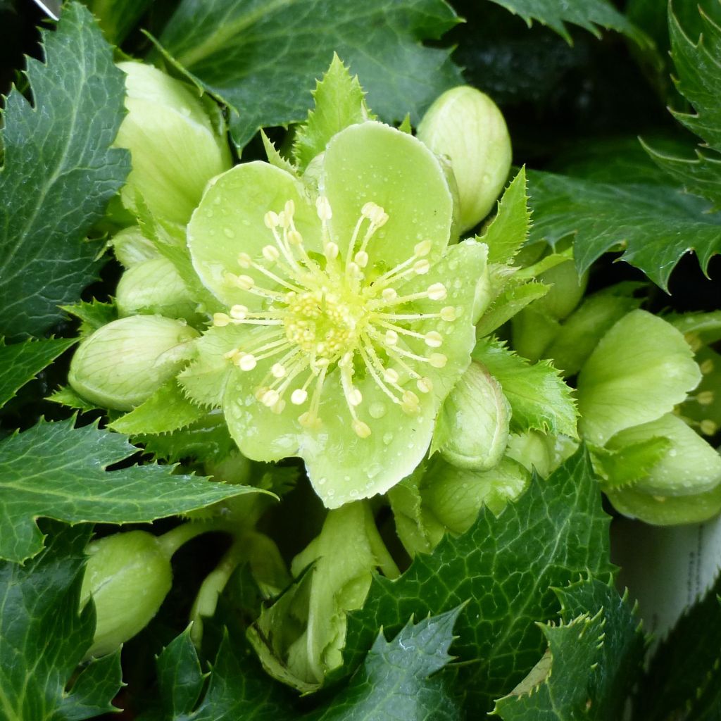 Helleborus sternii Boughton Beauty - Elleboro
