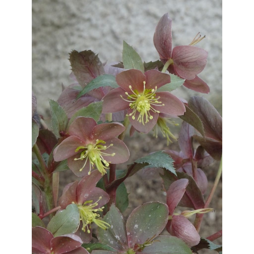 Helleborus sternii Flame - Elleboro