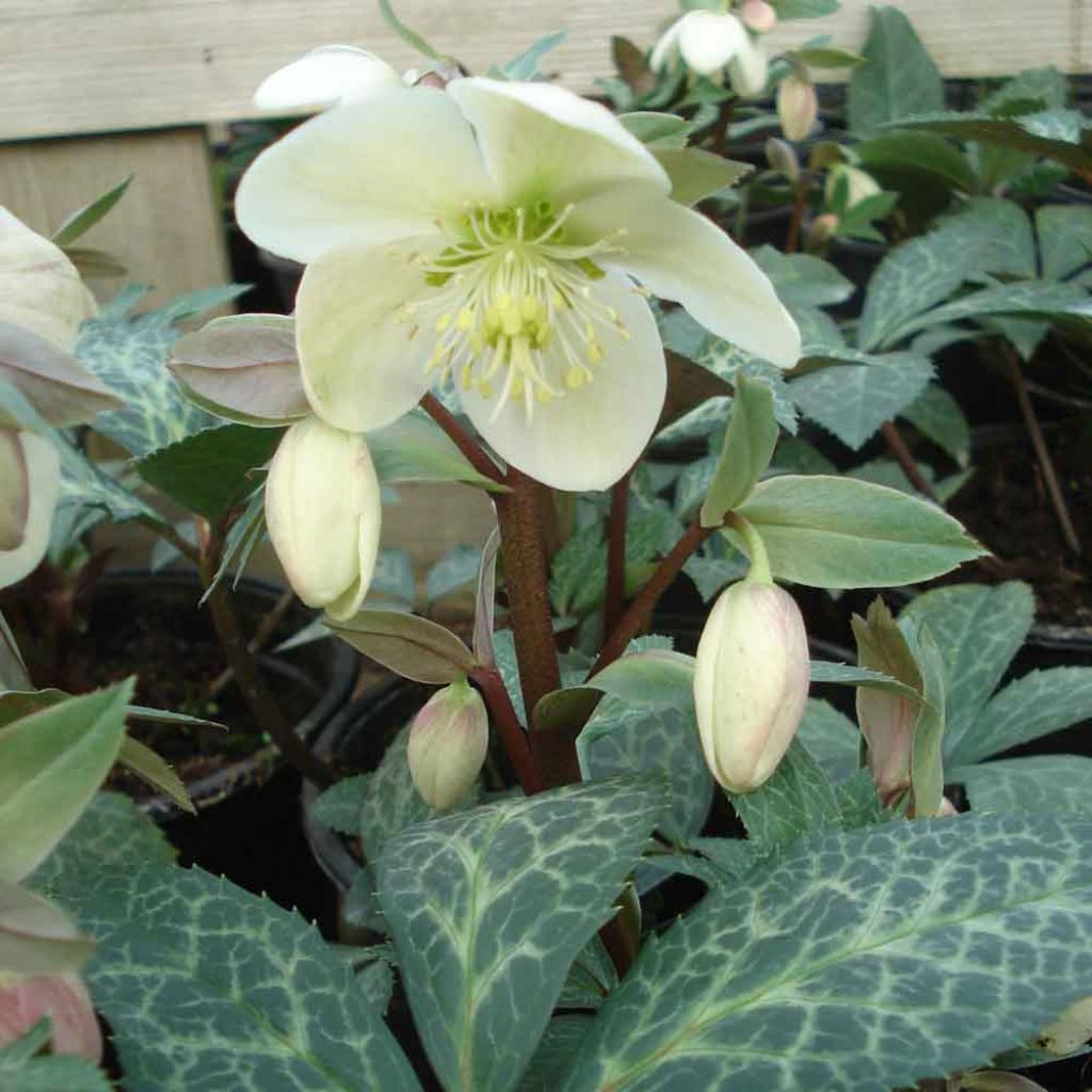 Helleborus Magic Leaves - Elleboro