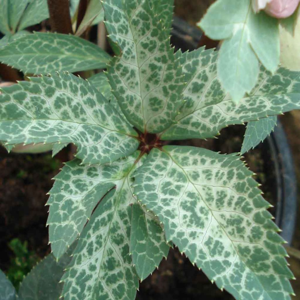 Helleborus Magic Leaves - Elleboro