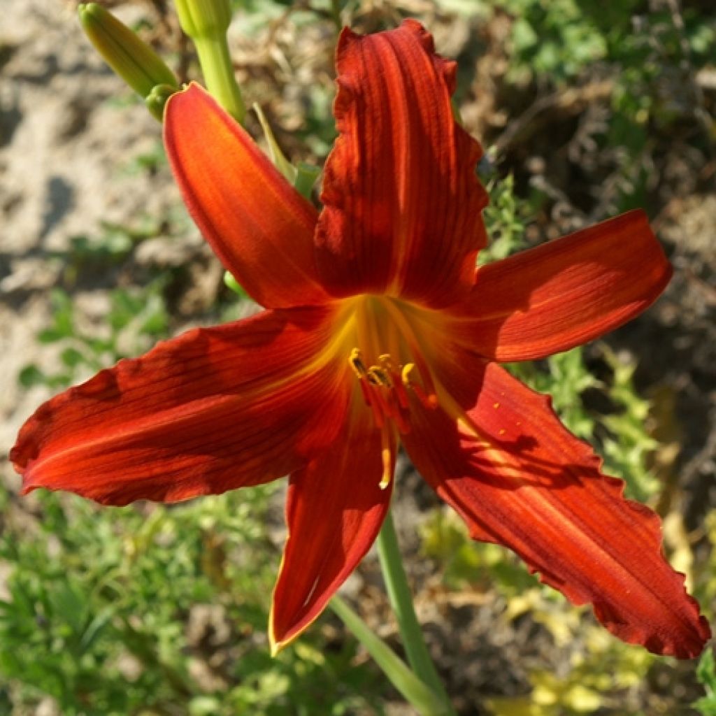 Hemerocallis Flambeau - Emerocallide