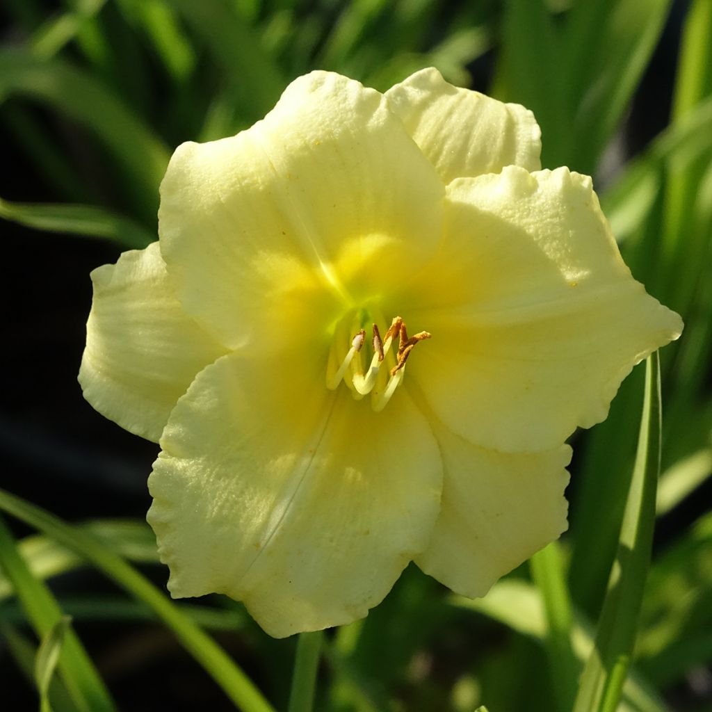 Hemerocallis Happy Returns - Emerocallide