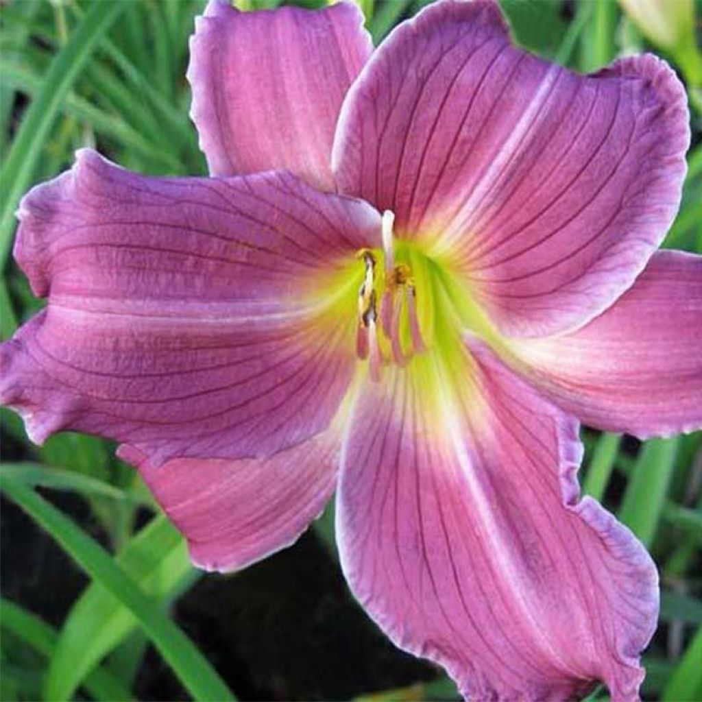 Hemerocallis Indian Giver - Emerocallide