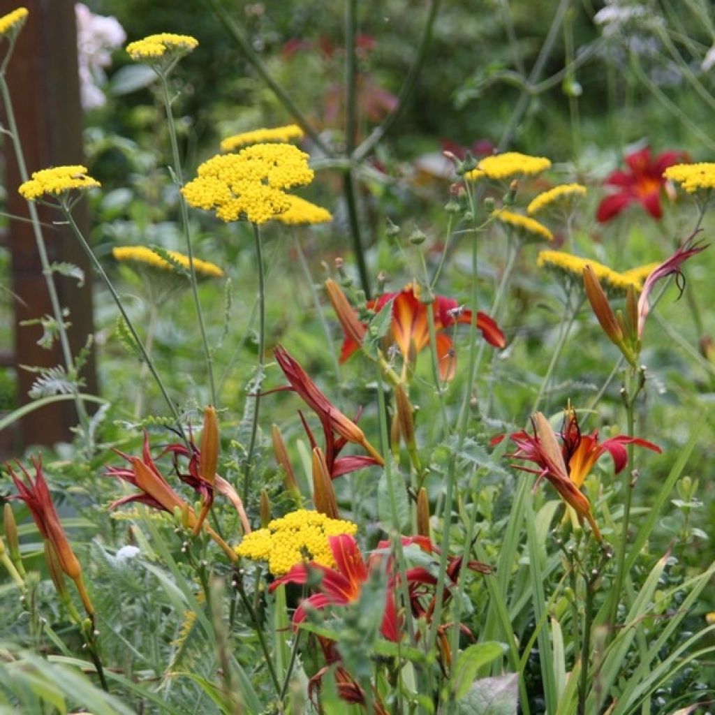 Hemerocallis Sammy Russell - Emerocallide