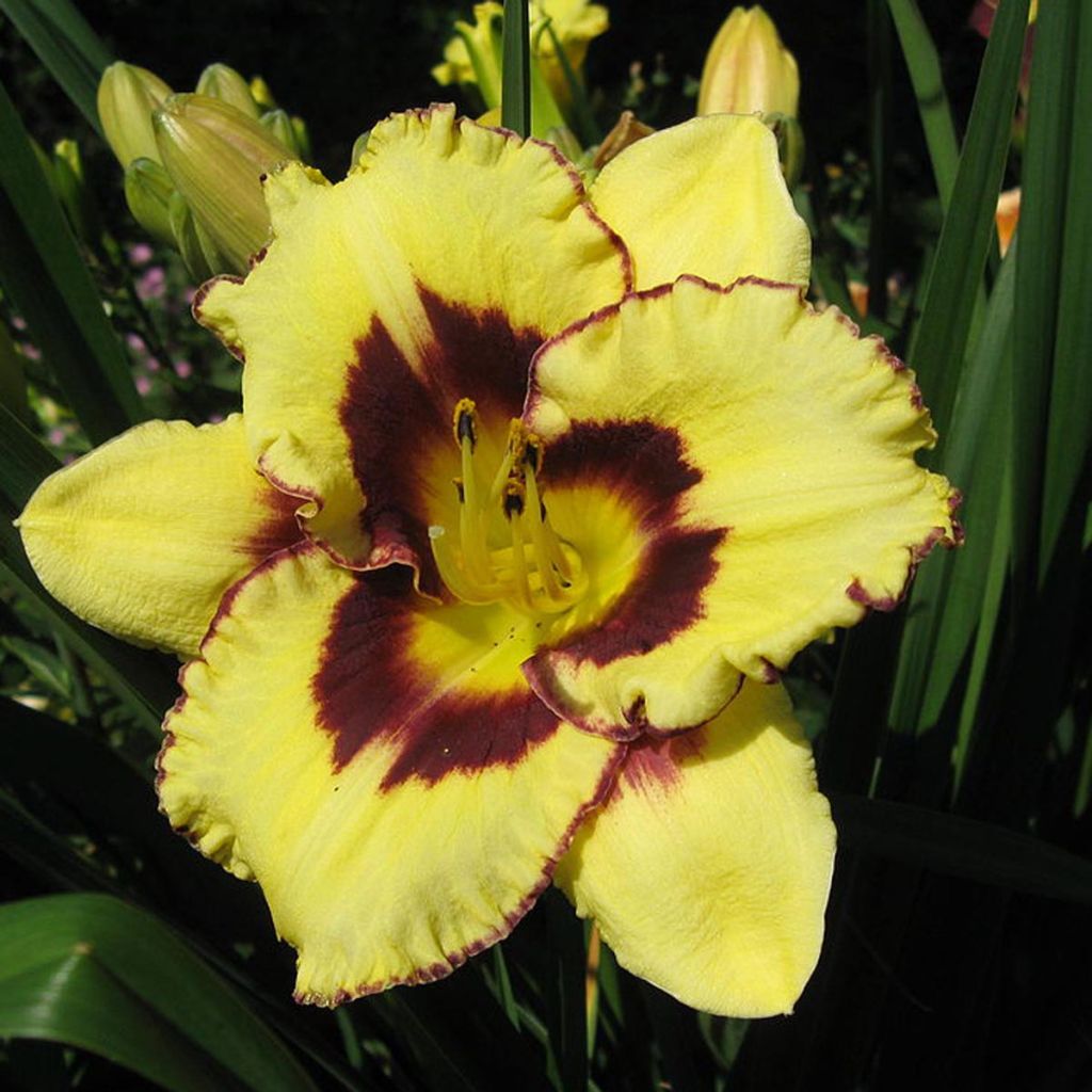 Hemerocallis El Desperado - Emerocallide