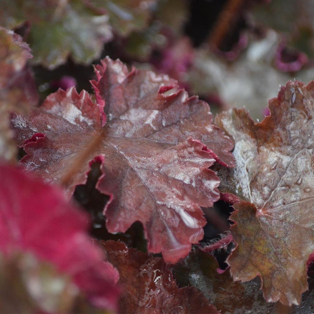 Heuchera Chocolate Ruffle