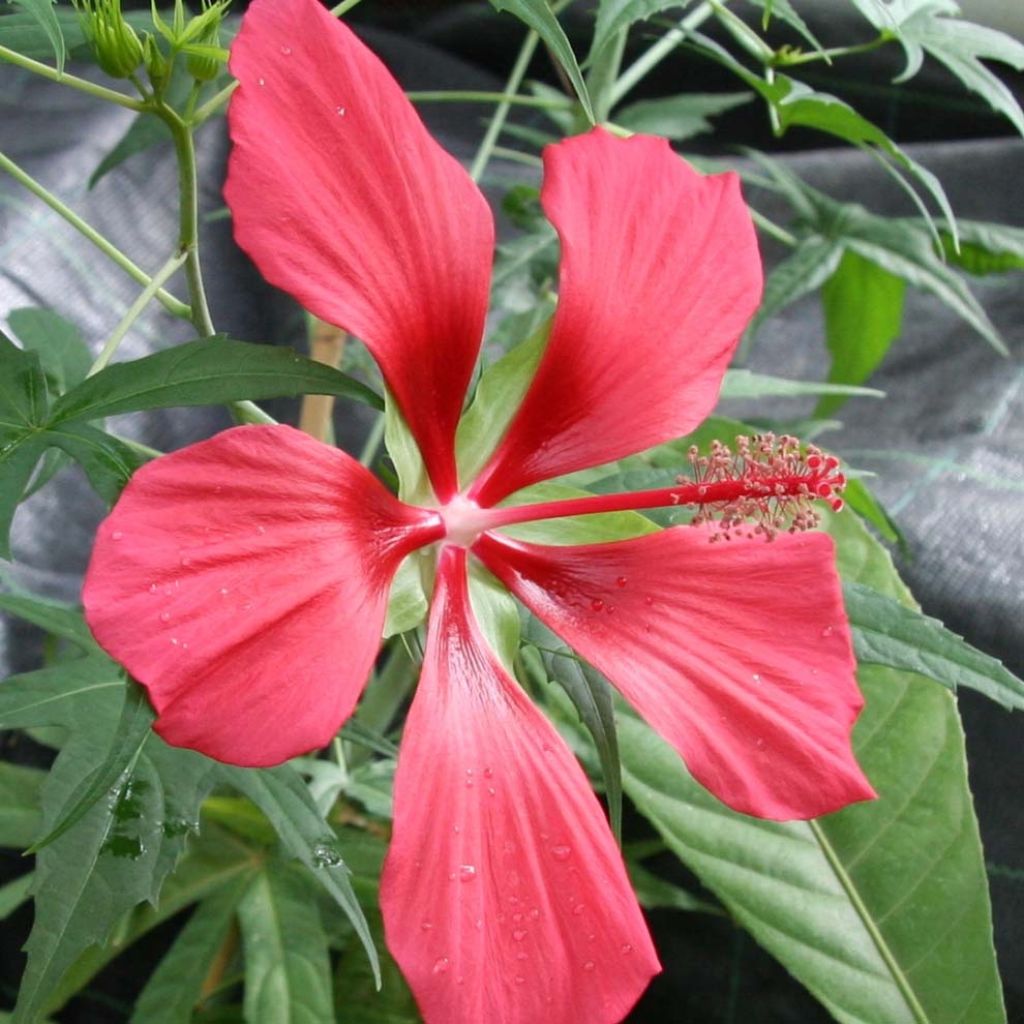 Hibiscus coccineus - Ibisco scarlatto