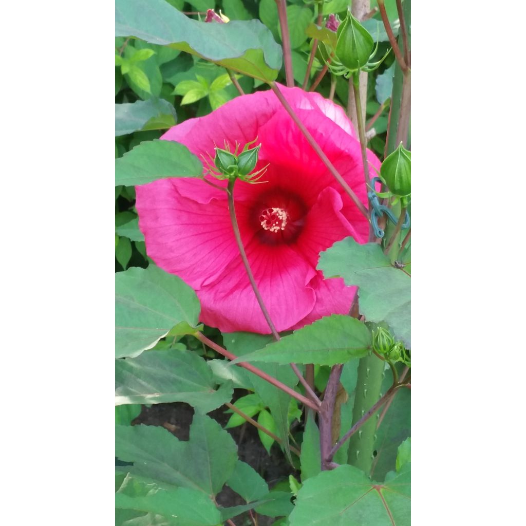 Hibiscus moscheutos PLANET Griotte - Ibisco palustre