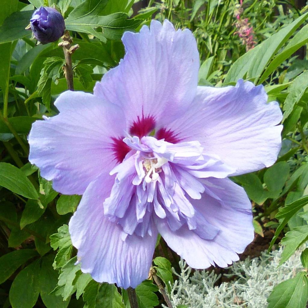 Hibiscus syriacus Blue Chiffon - Ibisco