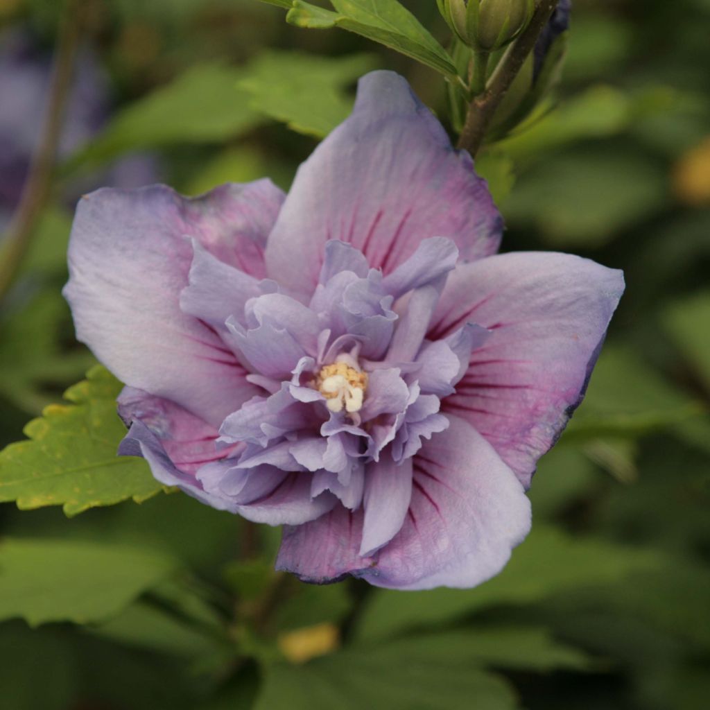 Hibiscus syriacus Blue Chiffon - Ibisco