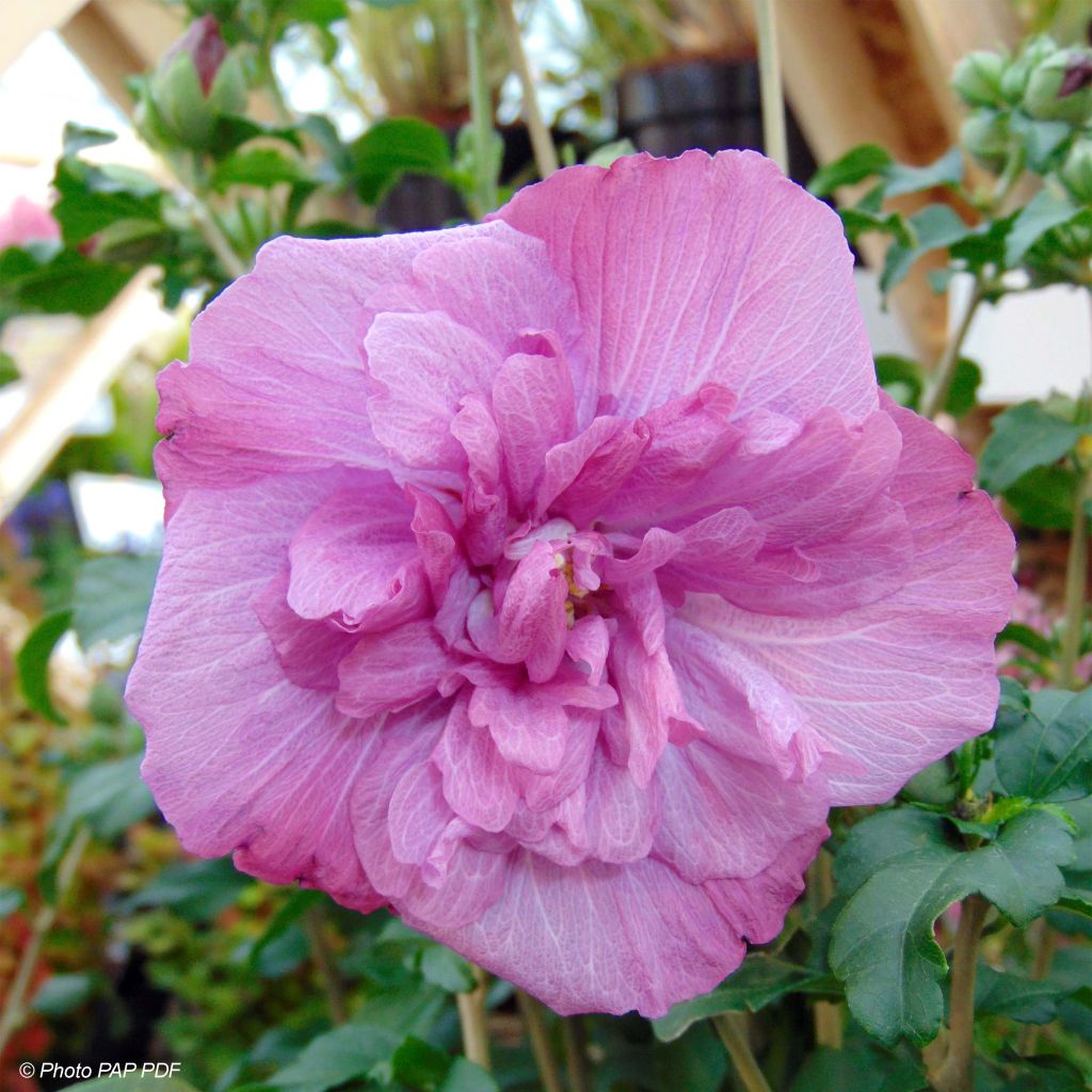 Hibiscus syriacus Magenta Chiffon - Ibisco
