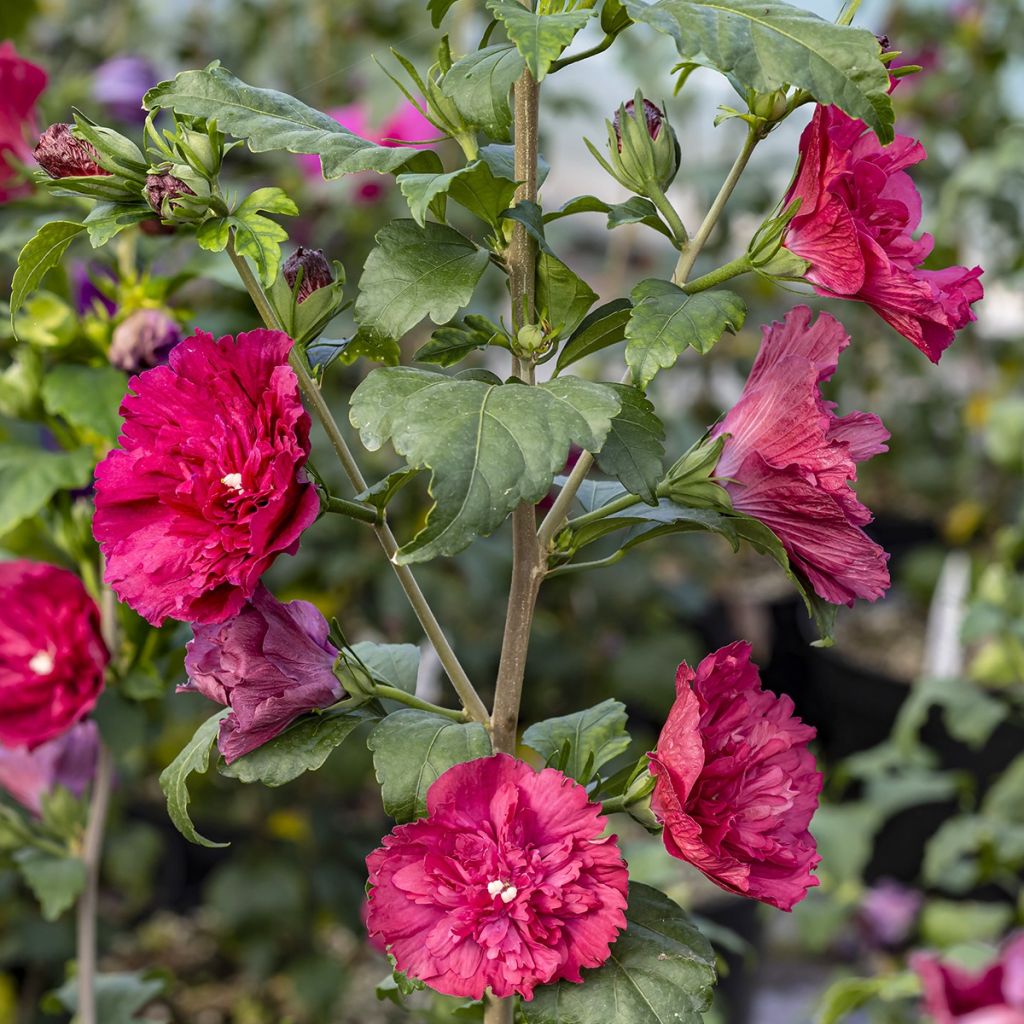Hibiscus syriacus Ruby Chiffon - Ibisco