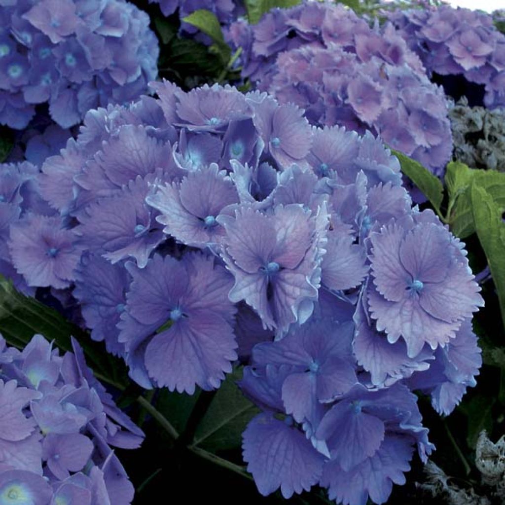 Hydrangea macrophylla Hambourg - Ortensia
