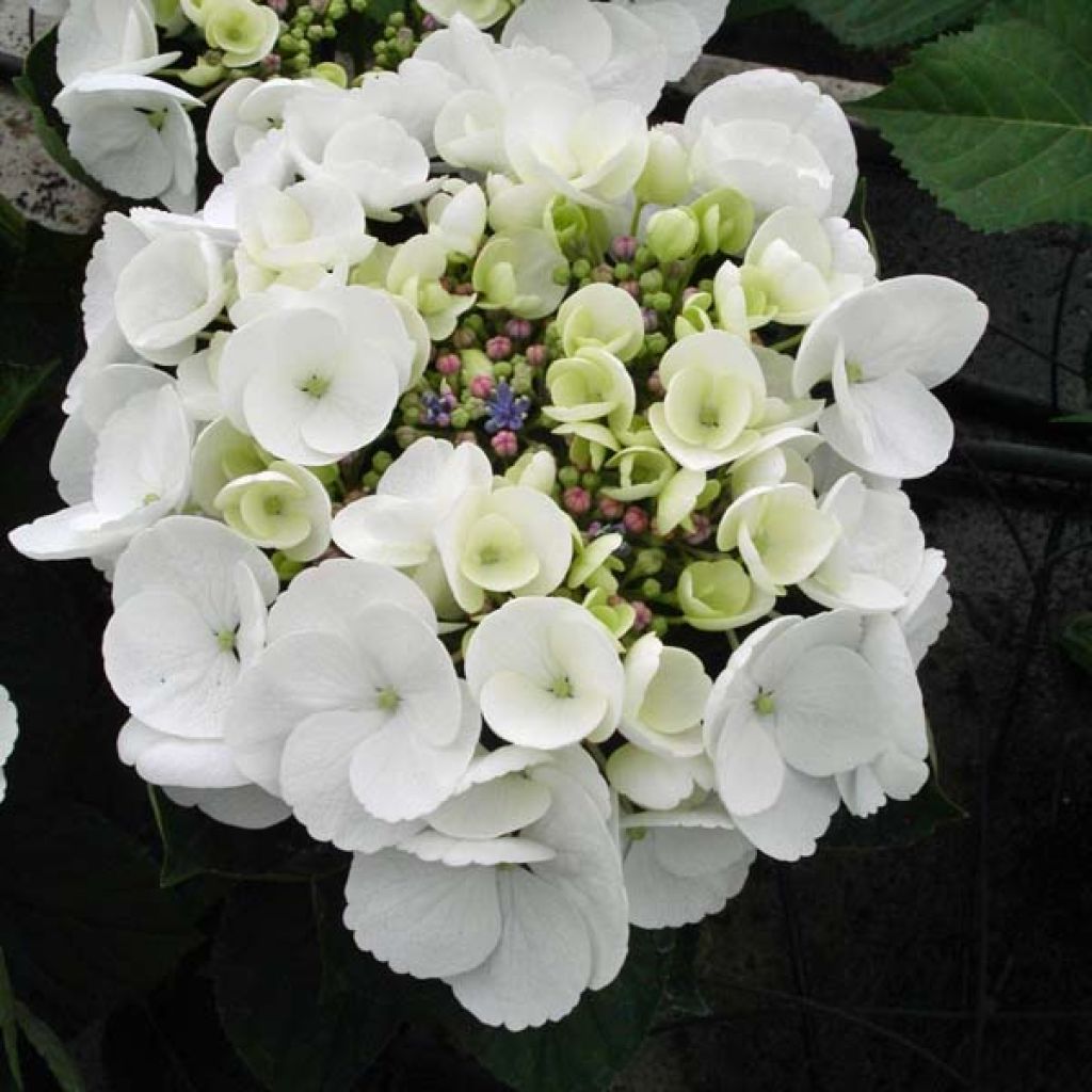 Hydrangea macrophylla Libelle - Ortensia