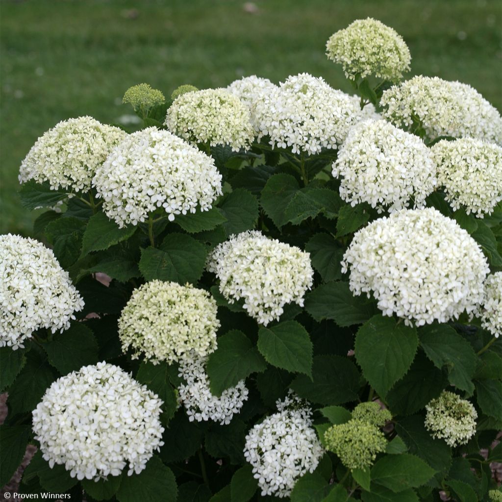 Hydrangea arborescens BellaRagazza Limetta - Ortensia