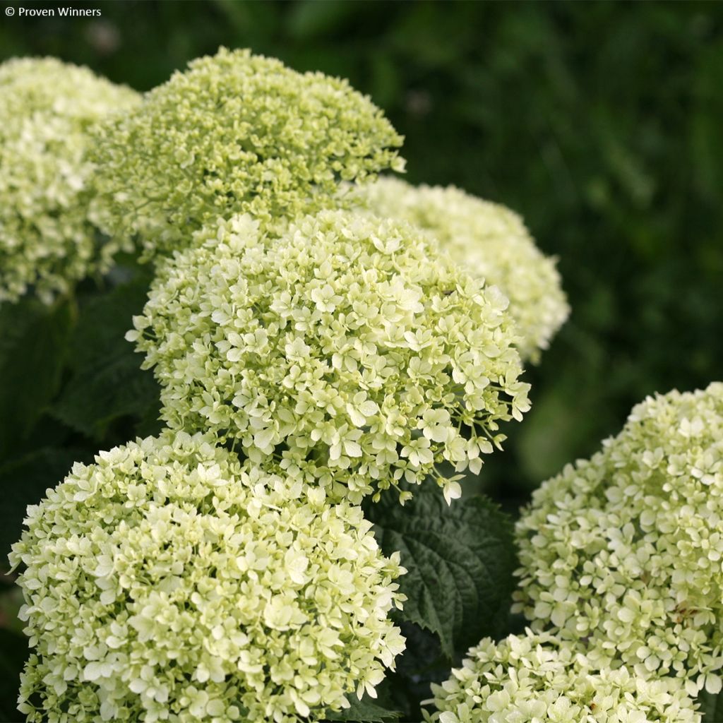 Hydrangea arborescens BellaRagazza Limetta - Ortensia