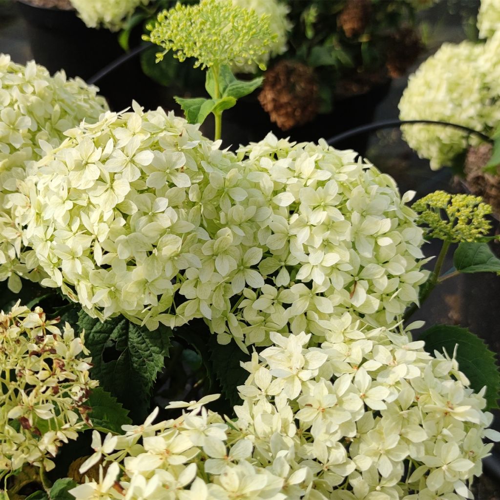 Hydrangea arborescens BellaRagazza Limetta - Ortensia