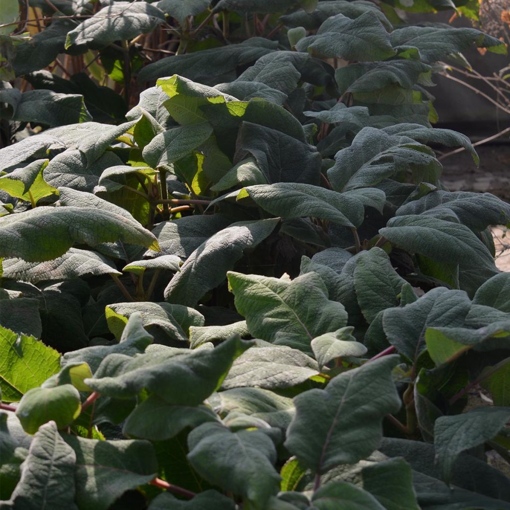 Hydrangea aspera Macrophylla - Ortensia