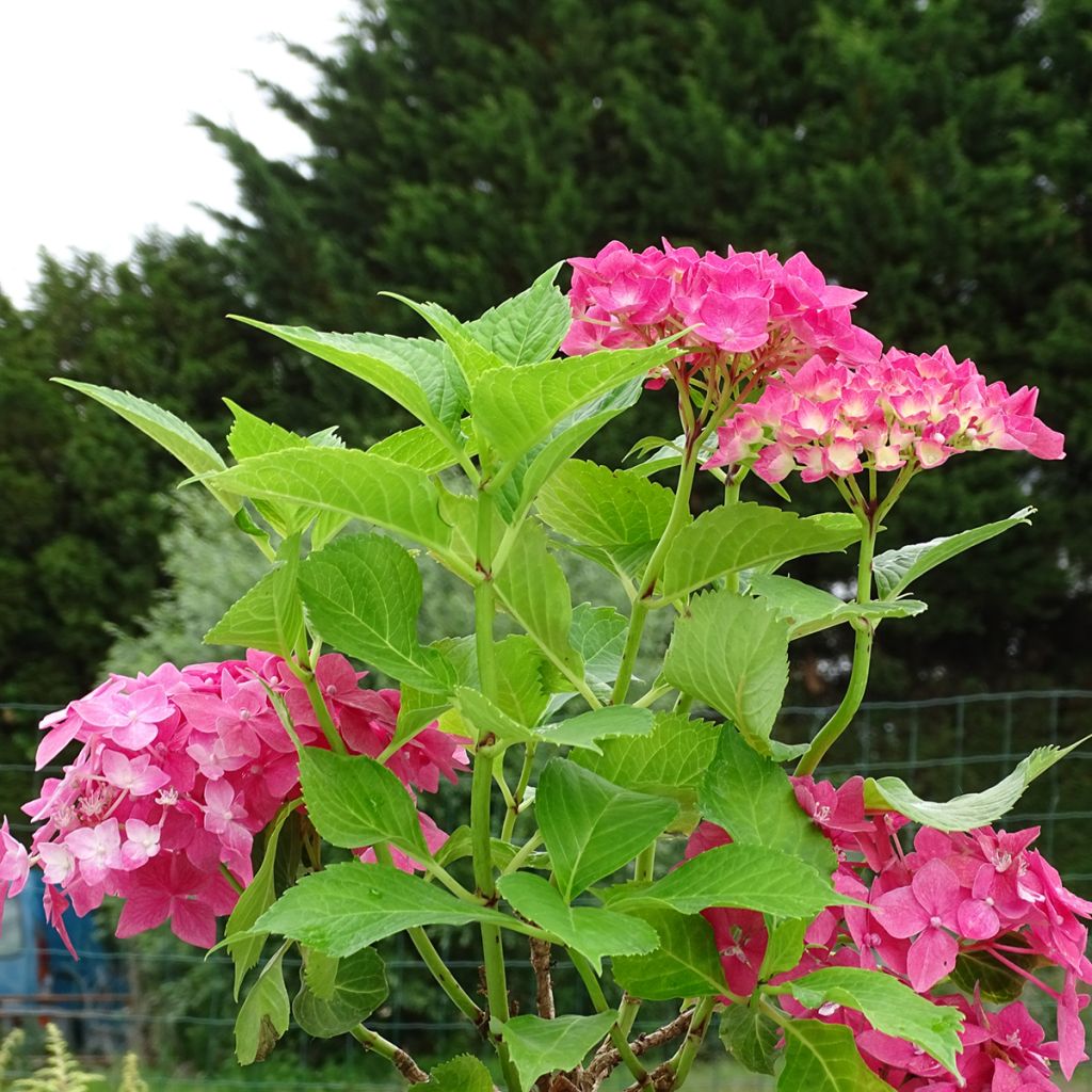 Hortensia macrophylla Constellation