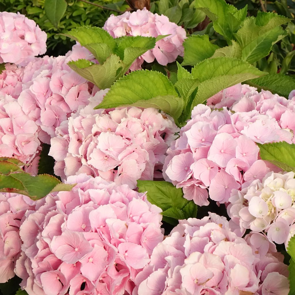 Hydrangea macrophylla Everbloom Pink Wonder