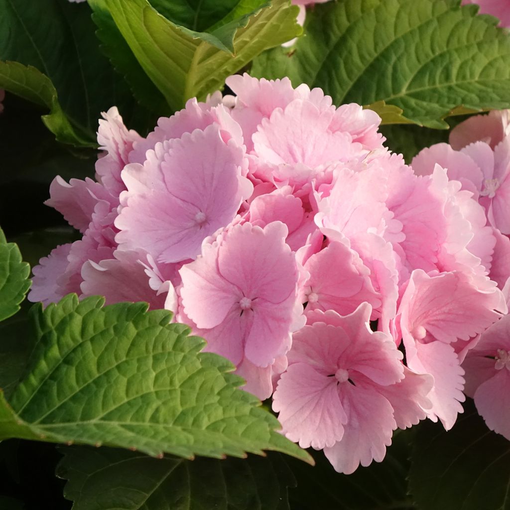 Hydrangea macrophylla Everbloom Pink Wonder