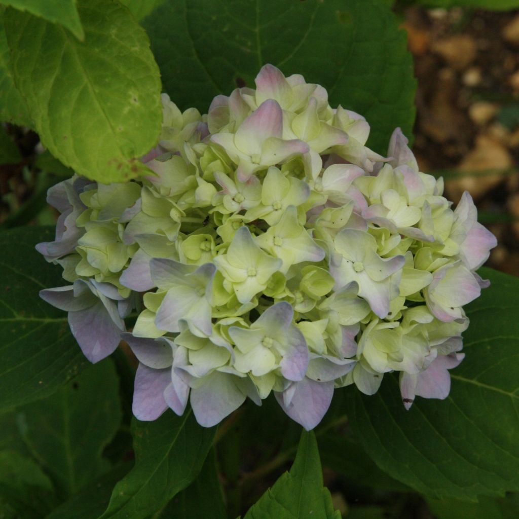 Hydrangea macrophylla Generale Vicomtesse de Vibraye - Ortensia
