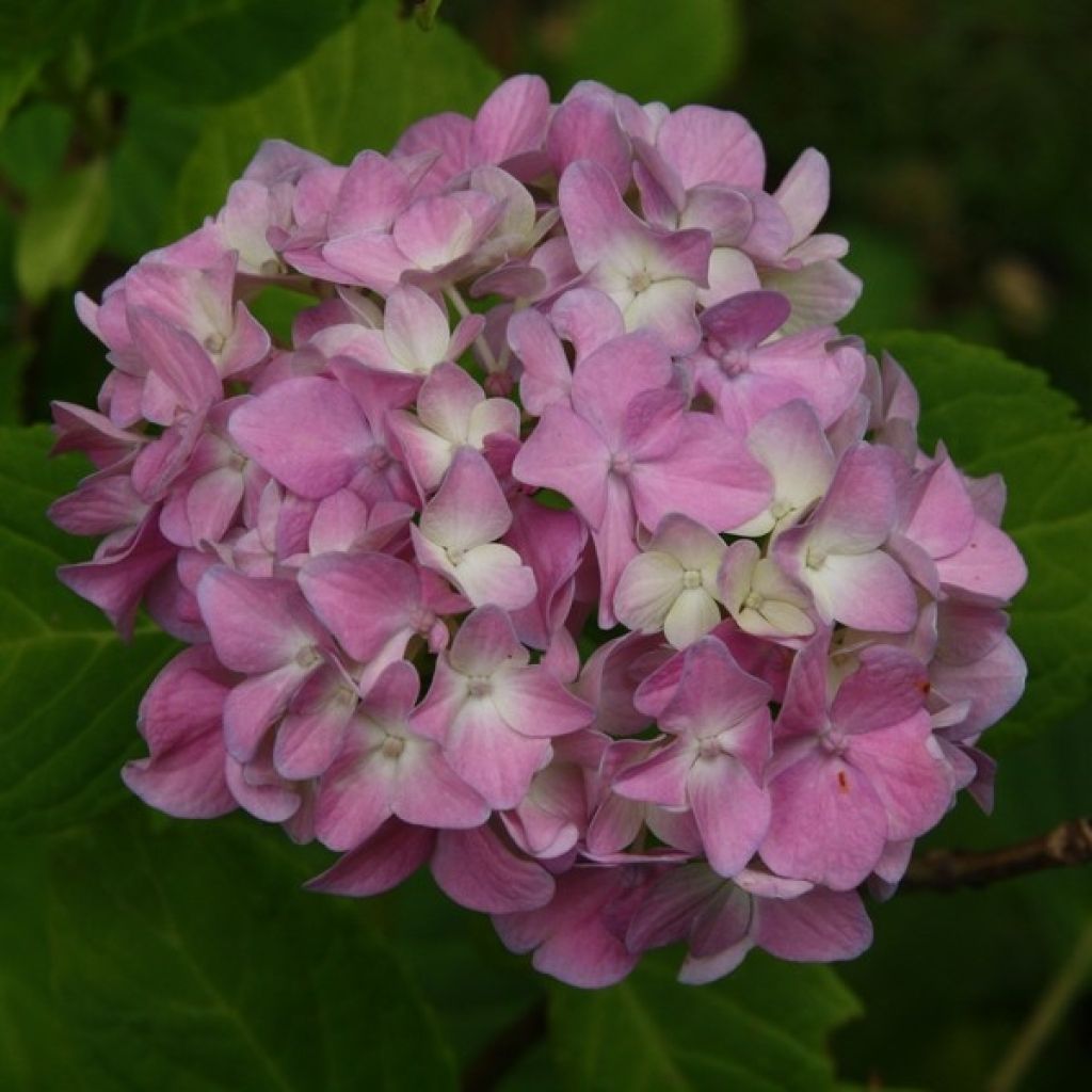 Hydrangea macrophylla Generale Vicomtesse de Vibraye - Ortensia