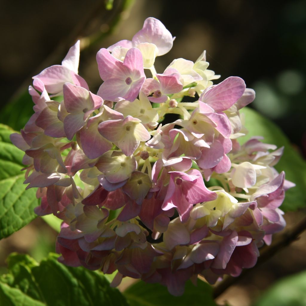Hydrangea macrophylla Generale Vicomtesse de Vibraye - Ortensia