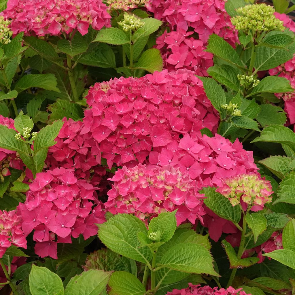 Hydrangea macrophylla Glowing Amber - Ortensia