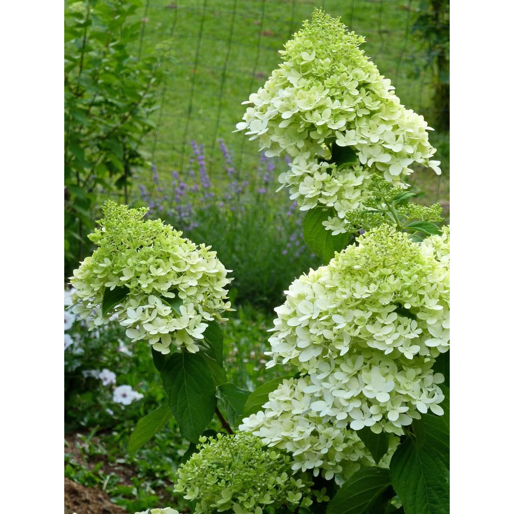 Hydrangea paniculata Limelight - Ortensia paniculata