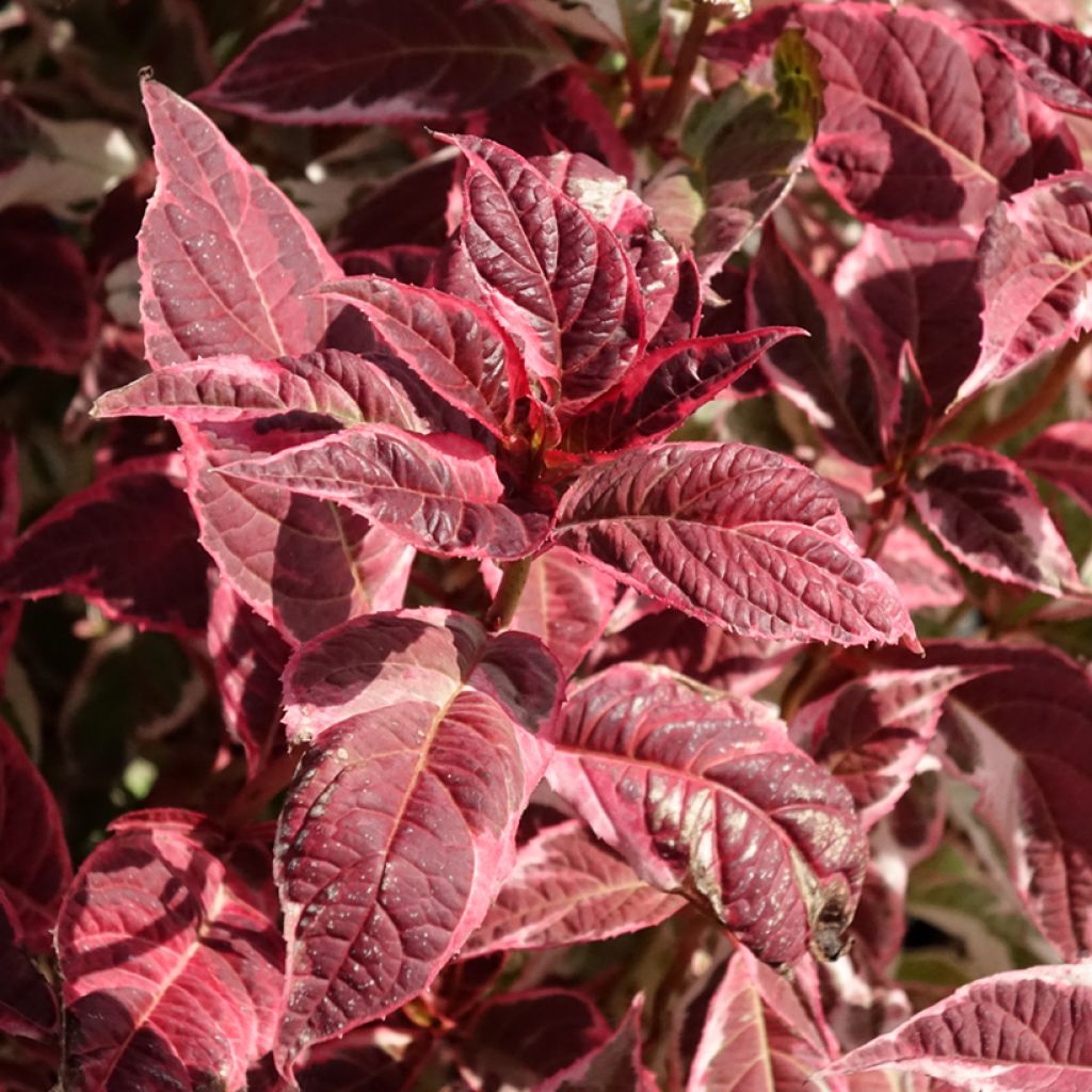 Hydrangea serrata Euphoria Pink - Ortensia