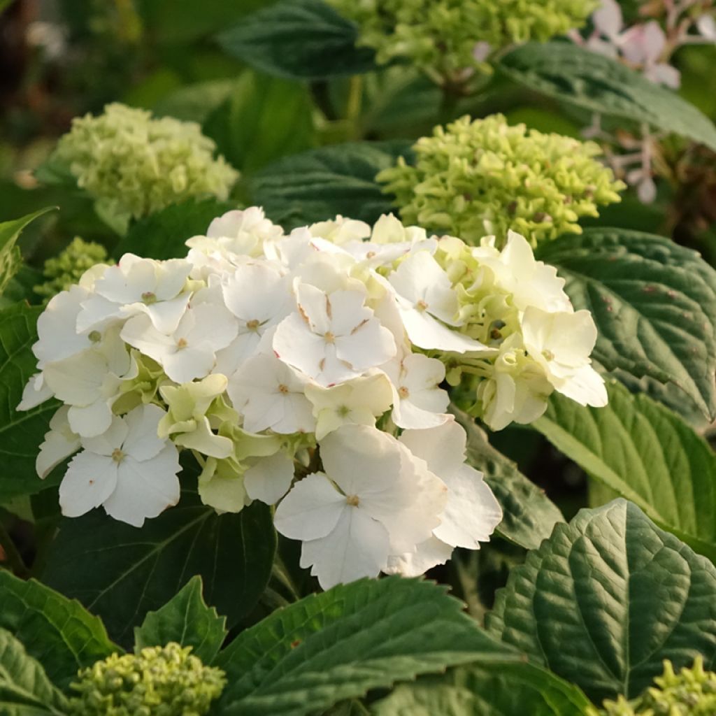 Hydrangea serrata Impératrice Eugénie - Ortensia