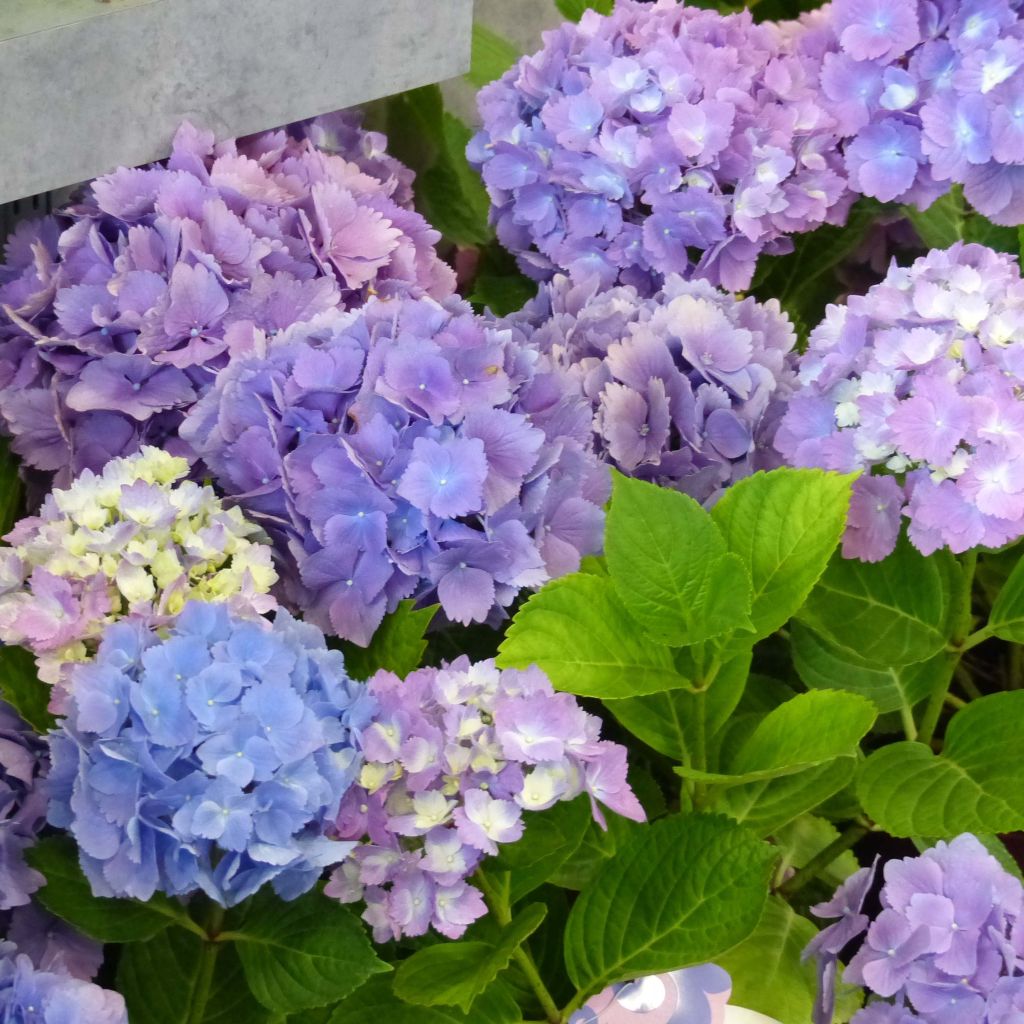 Hydrangea macrophylla L.A Dreamin - Ortensia