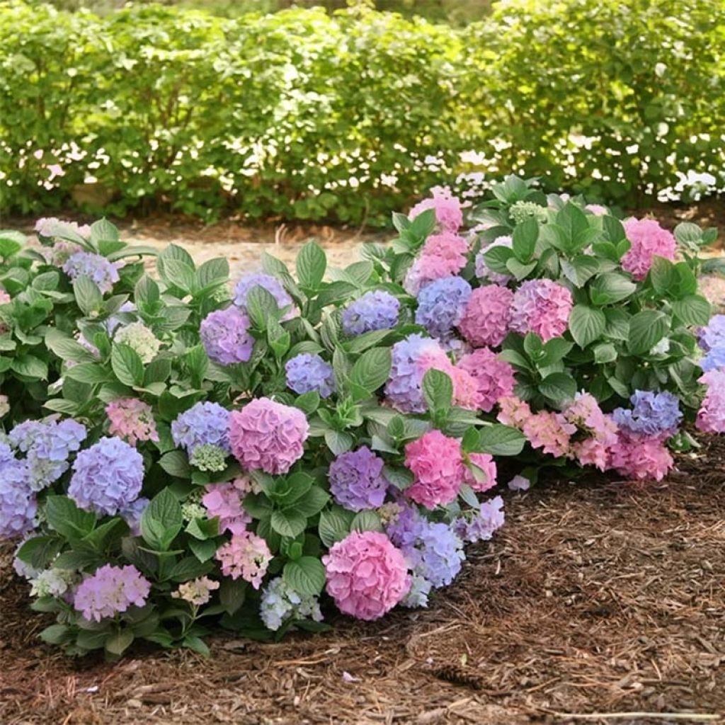 Hydrangea macrophylla L.A Dreamin - Ortensia