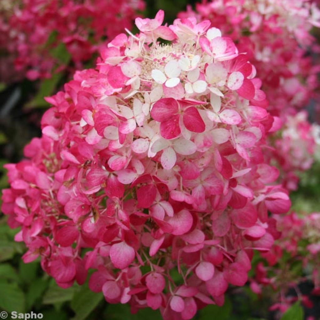 Hydrangea paniculata Diamant Rouge - Ortensia paniculata