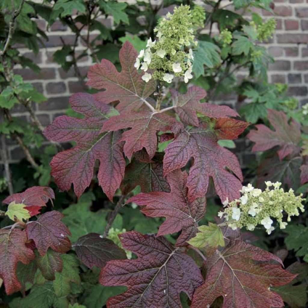Hydrangea quercifolia Snowflake - Ortensia a foglie di quercia