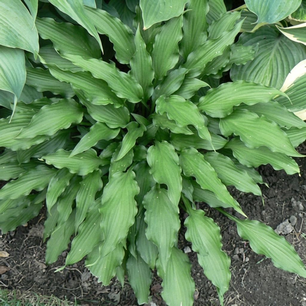 Hosta Atomic Elvis
