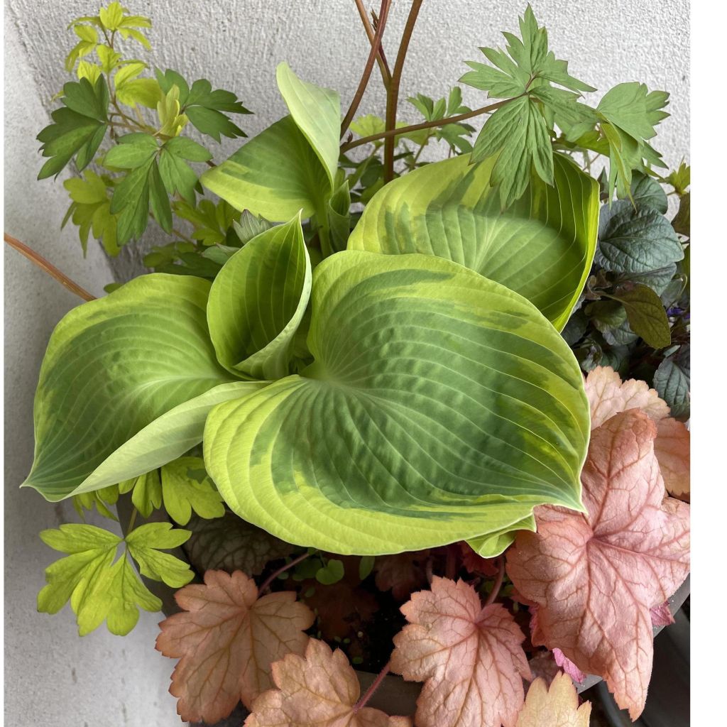Hosta Orion's Belt