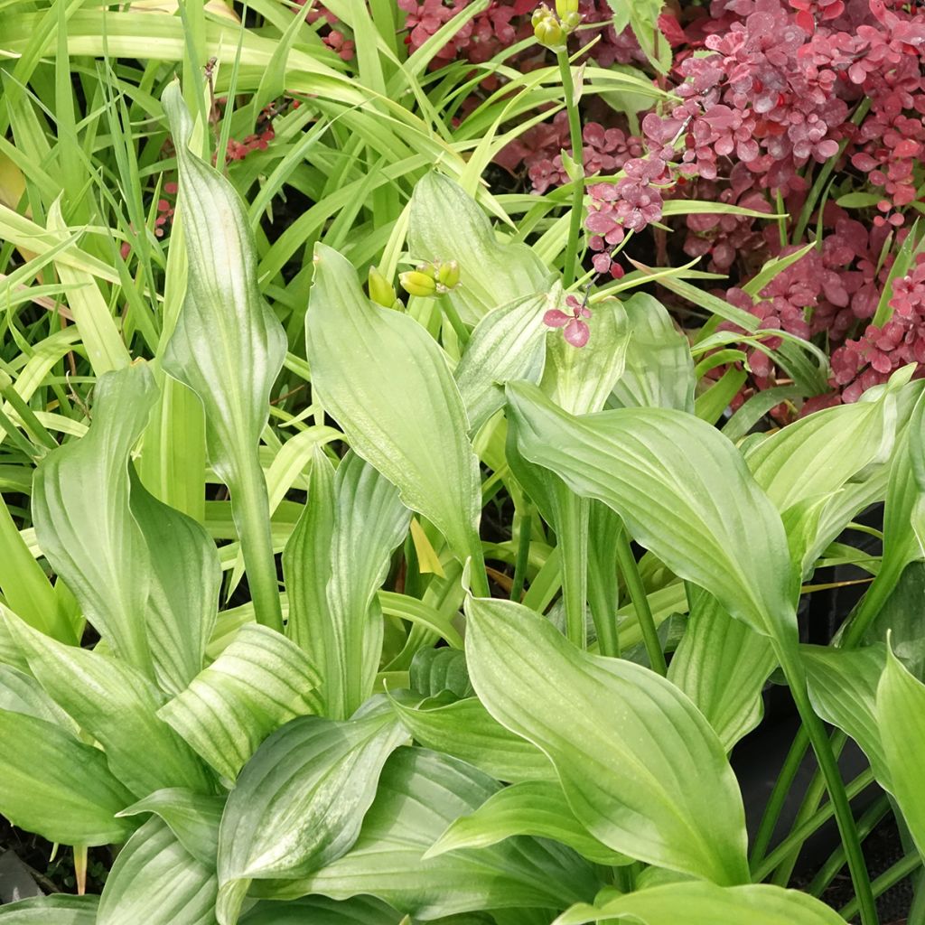 Hosta White Feather