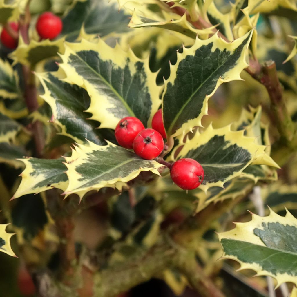 Ilex aquifolium Argenteomarginata - Agrifoglio variegato