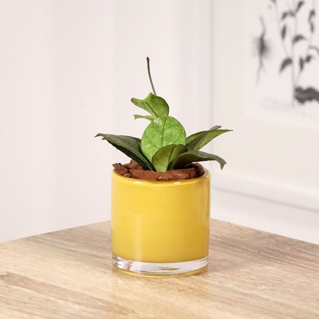 Hoya callistophylla Sabah - Fiore di cera