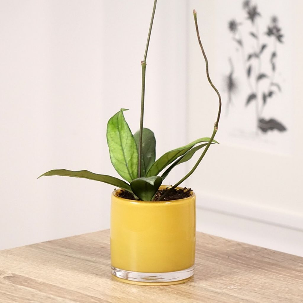 Hoya crassipetiolata - Fiore di cera