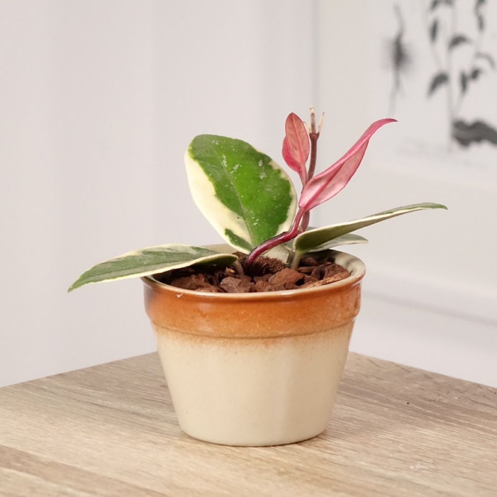 Hoya Flamingo Dream - Fiore di cera